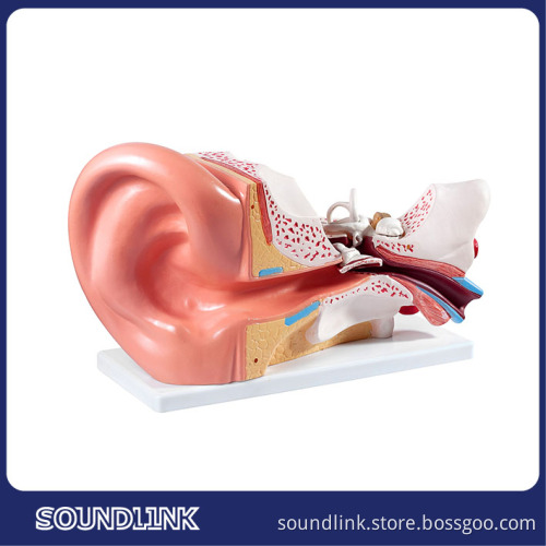 2015 brand new Soundlink Anatomical Ear model indicating outer,middle and inner ear for displaying or educating